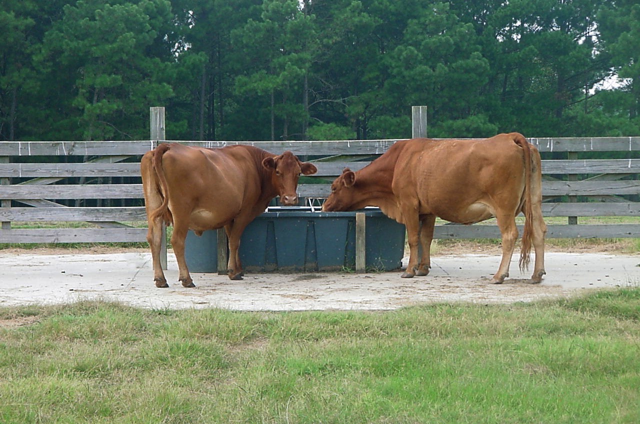 trough