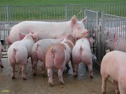 pigs