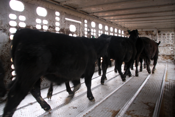cattle