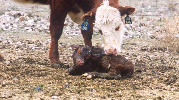 calves