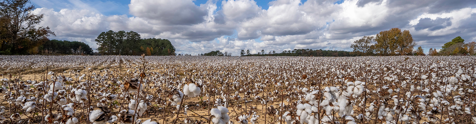 Cotton field.