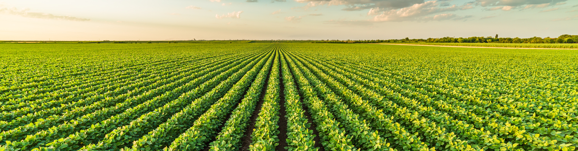 Soybeans banner.