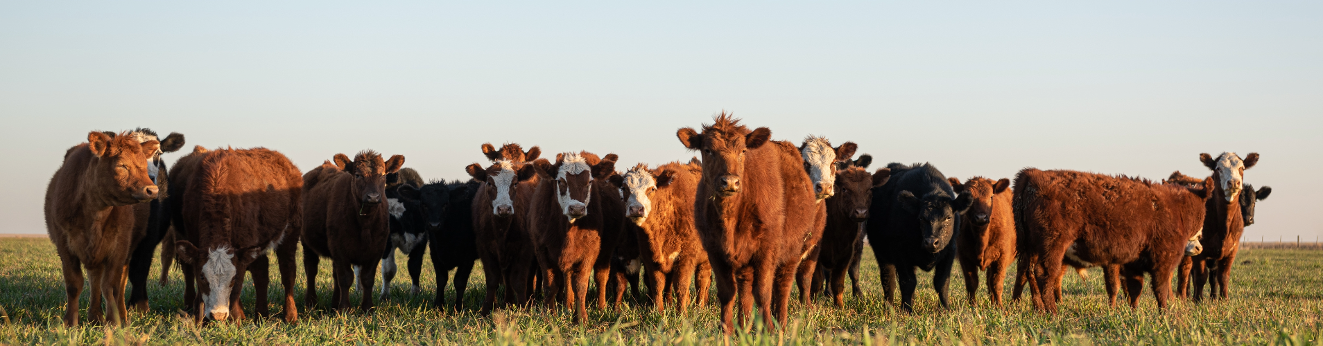Cattle standing in a field.