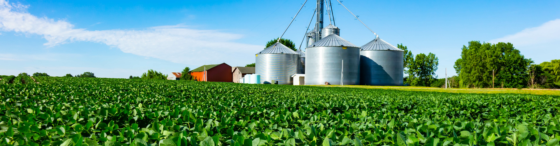 Soybean field.