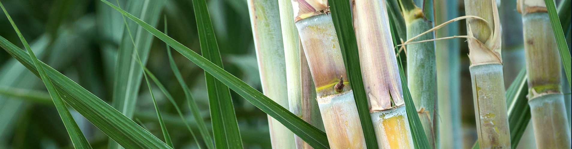 Sugarcane.