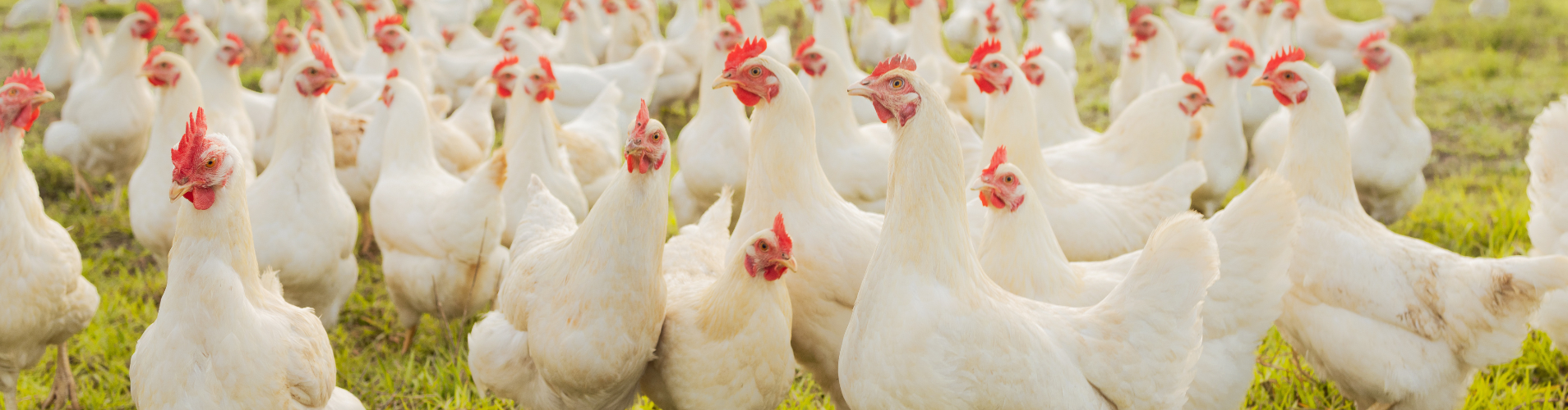 Poultry.