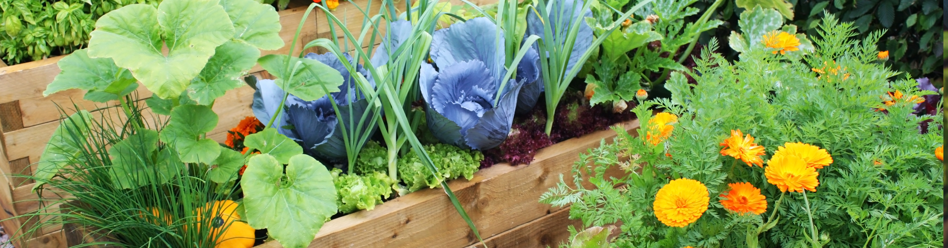 Raised garden bed with vegetables and flowers.