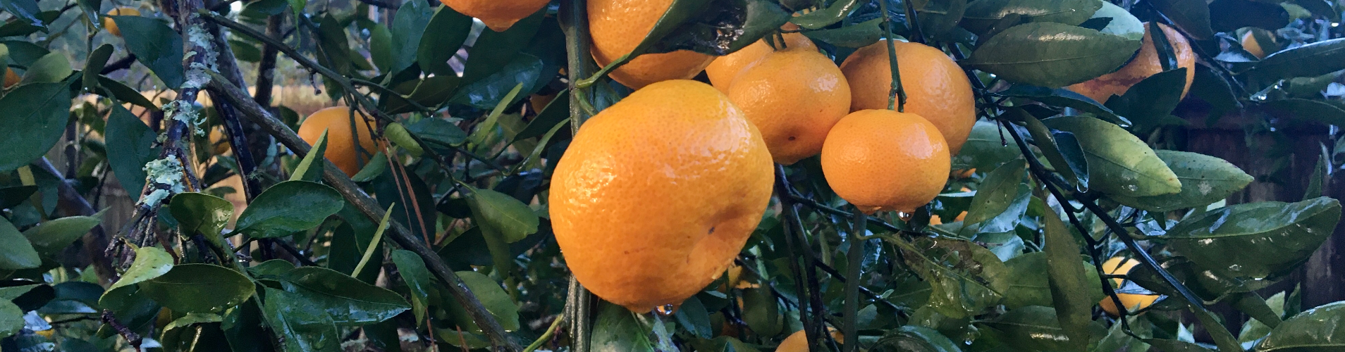 Ripe satsumas hanging on a tree.