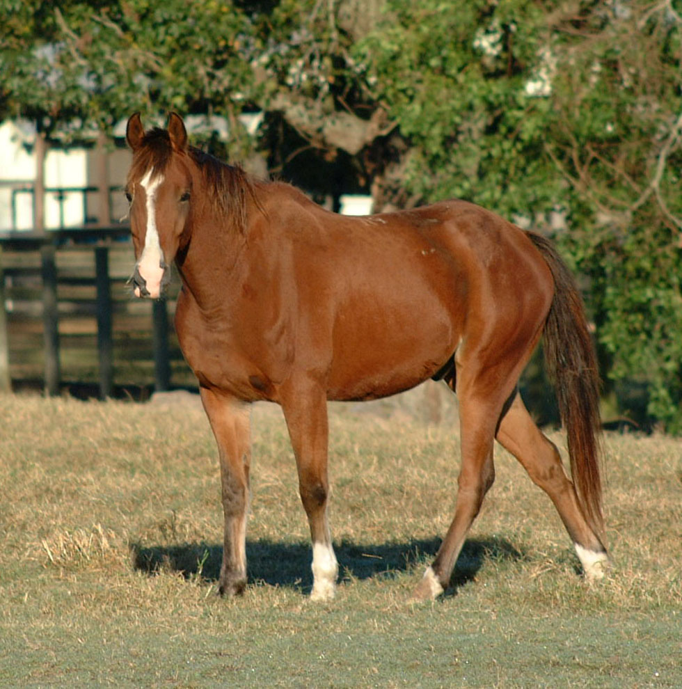 Horse owners must prepare for storm possibilities