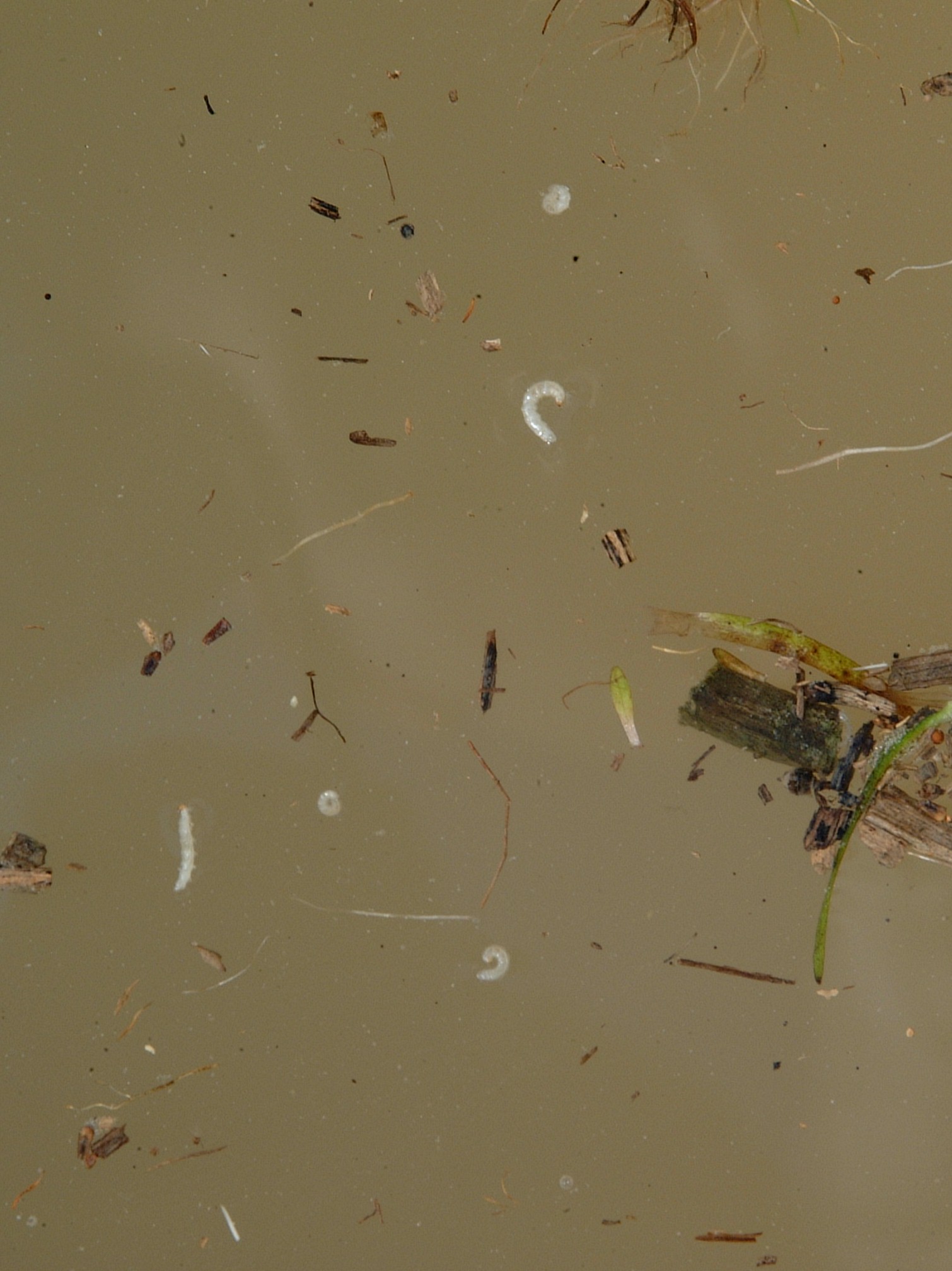 Rice Water Weevil Larvae 2