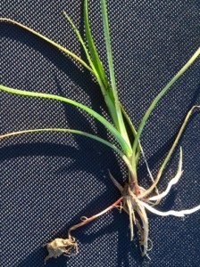 yellow nutsedge