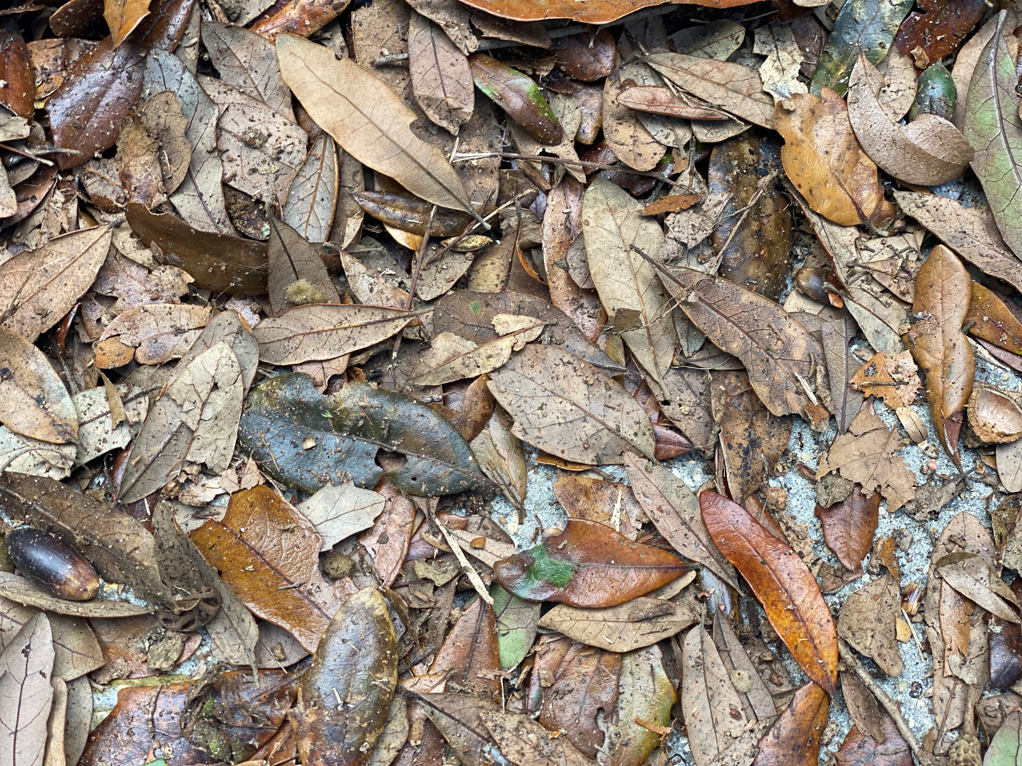 Dry brown leaves on ground.