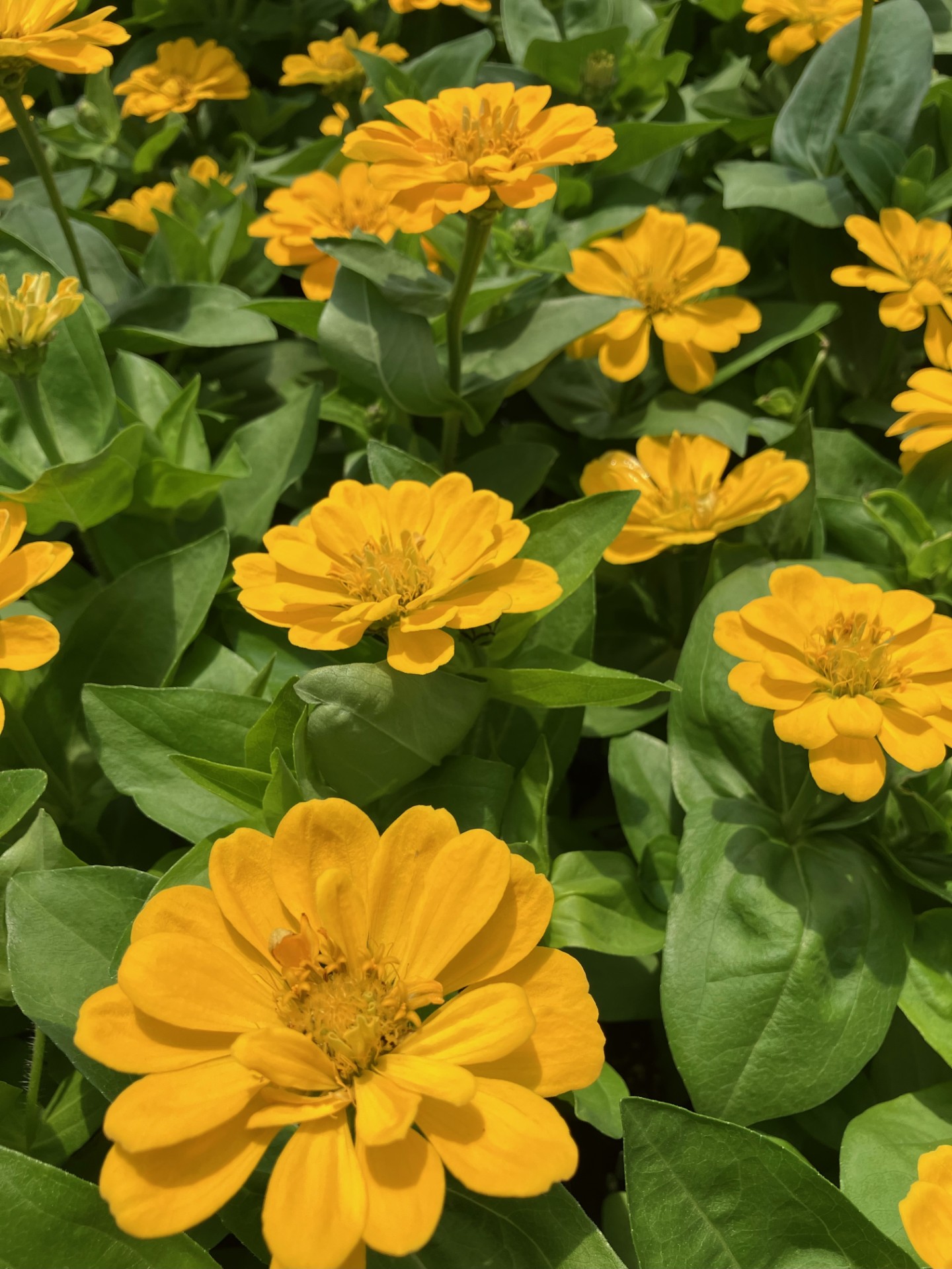 Yellow flowers.