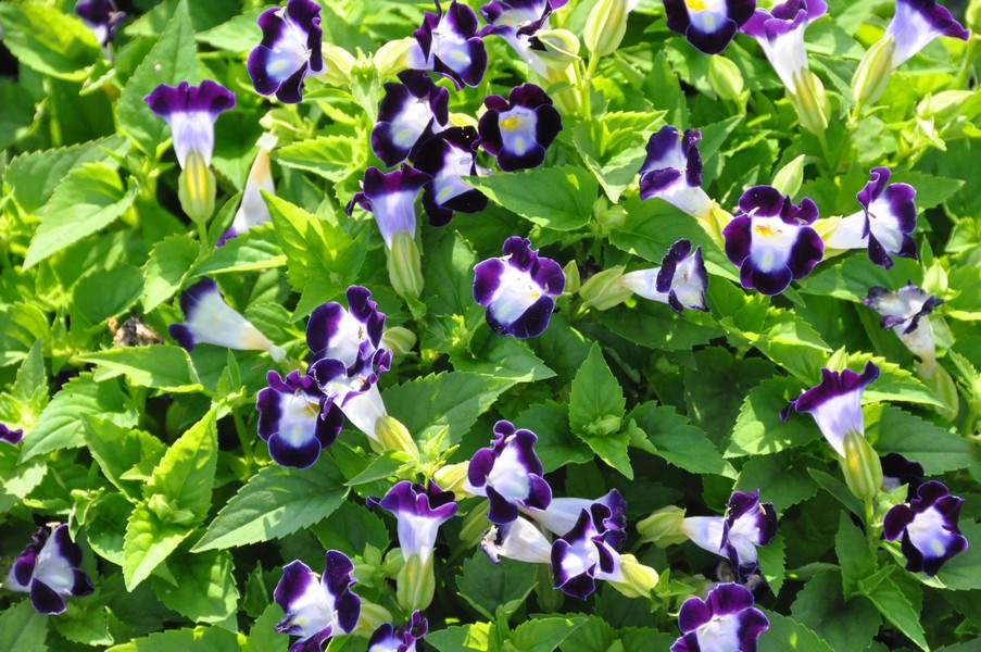 Torenia_Kauai_DpBlue_cls.JPG thumbnail