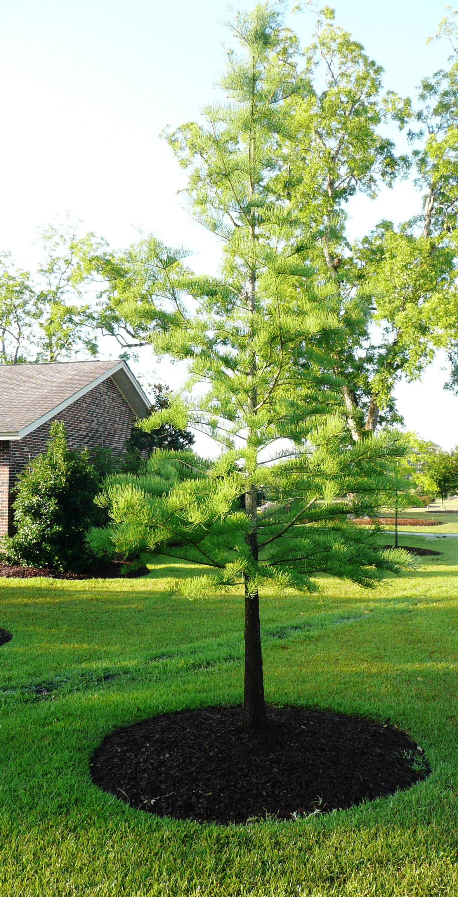 Cypress – plant of the week, July 22, 2013
