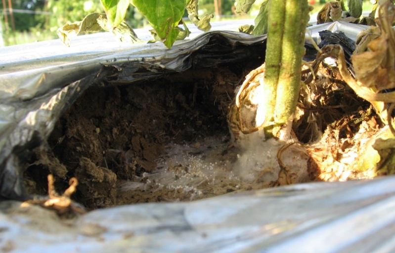 It's Time to Talk About Wilting Tomatoes