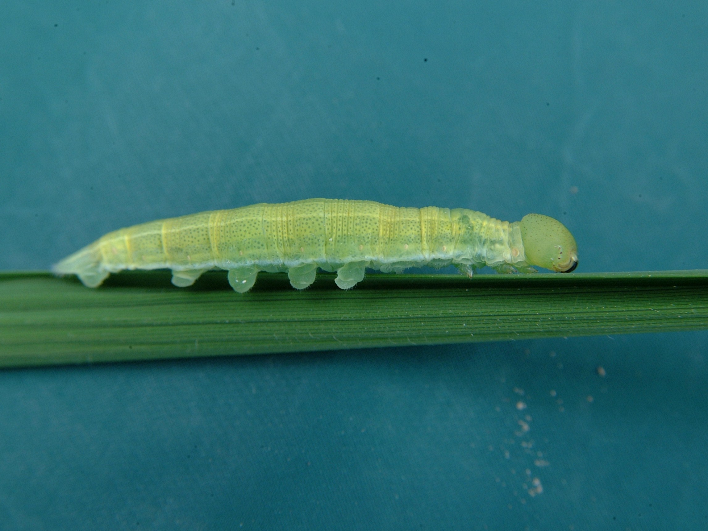 Skipper Larva 3