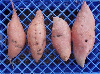 Photo of sweet potatoes with lesions