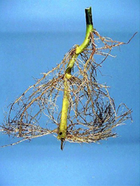 Streptomyces Soil Rot