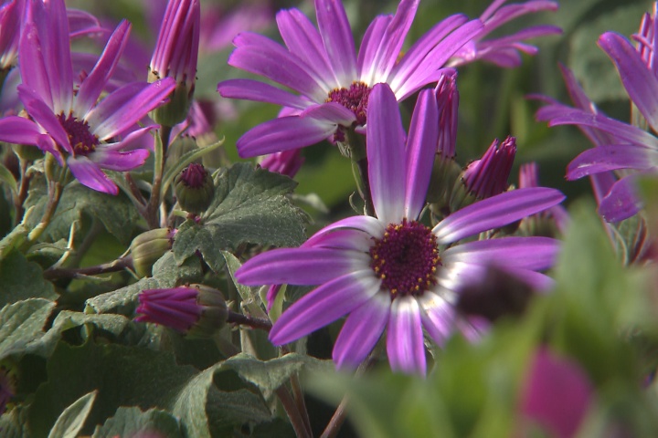 Plant Pericallis to brighten any area