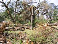 Damaged Trees- Keepem or Cullem?