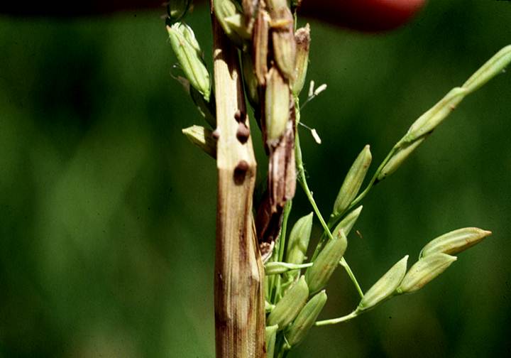 Damage to Rice Flag Leaf Sheath and Head