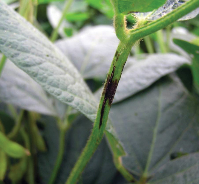 Photo of Early symptoms of Cercospora leaf