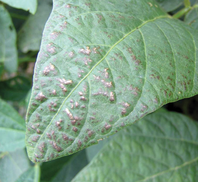 Photo of Early foliar symptoms of Cercospora