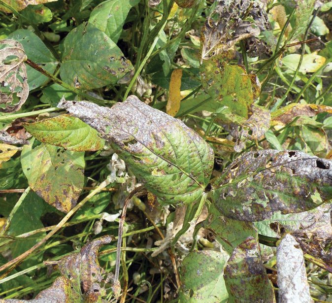Photo of  Severe symptoms of Cercospora leaf