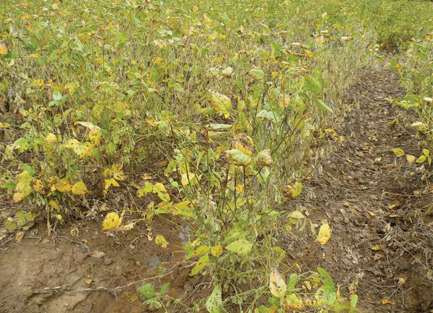 Photo of Defoliation caused by Cercospora leaf blight.