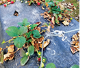 Strawberry plants.