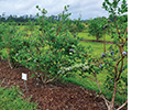 Blueberry bushes.