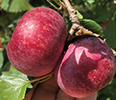 Red apples.