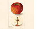 Painting of an apple.