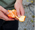 Hands are peeling an orange.