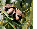 Pecans hanging from a branch.