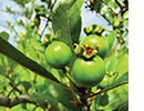 Green fruit on a vine.