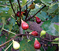Small red and yellow fruit hanging on a vine.