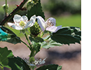 White flowers on a plant.