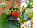 Strawberries hanging outside a planter.