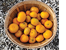 Yellow fruit in a basket.