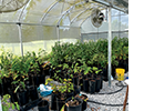 Potted plants in a green house.