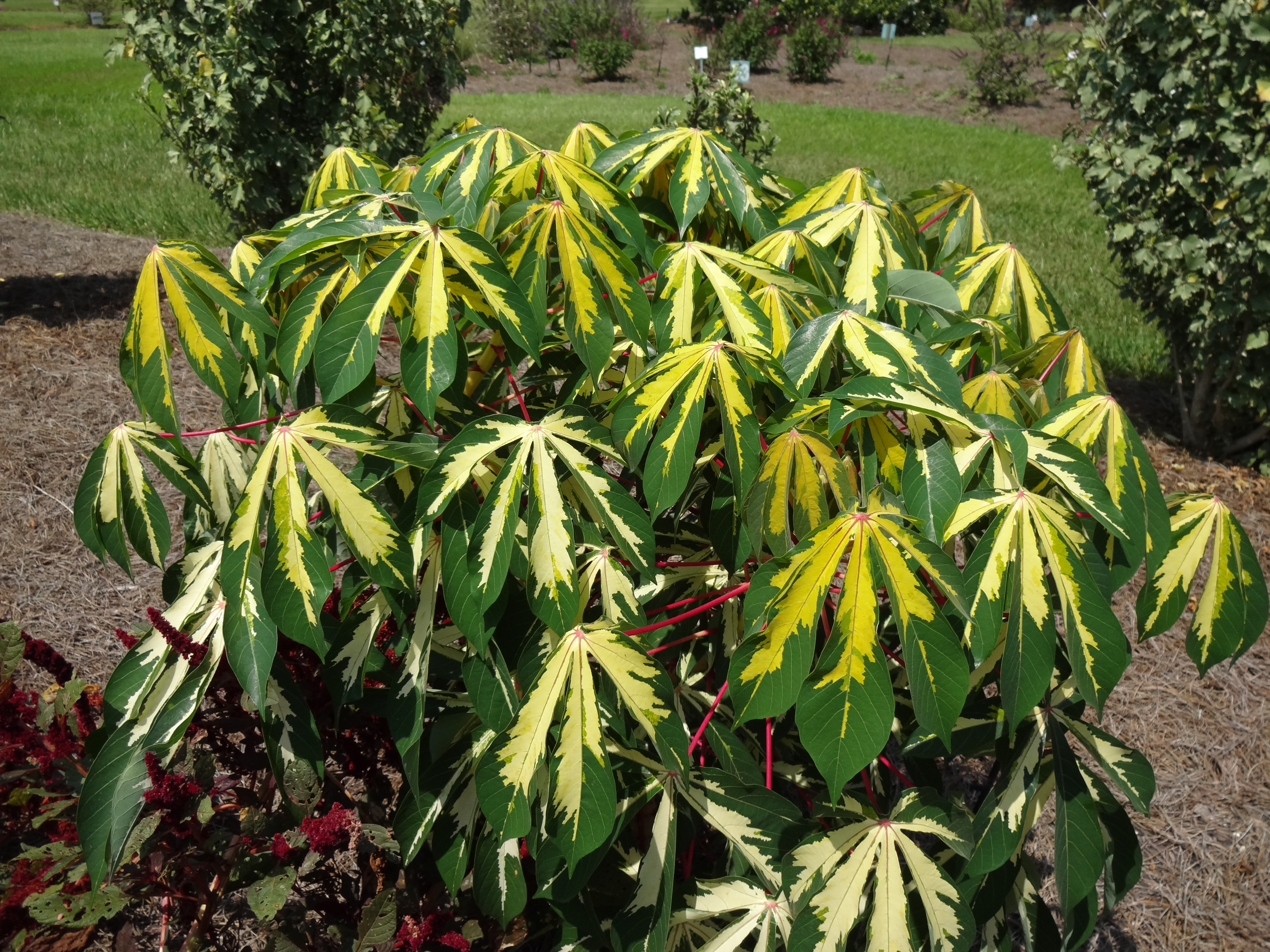 Variegated Tapioca – Ornamental Plant of the Week for August 17, 2015