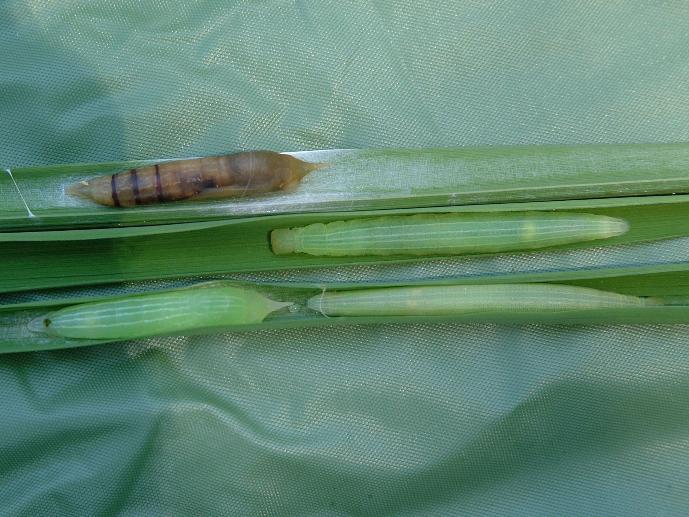 Skipper Larva and Pupae