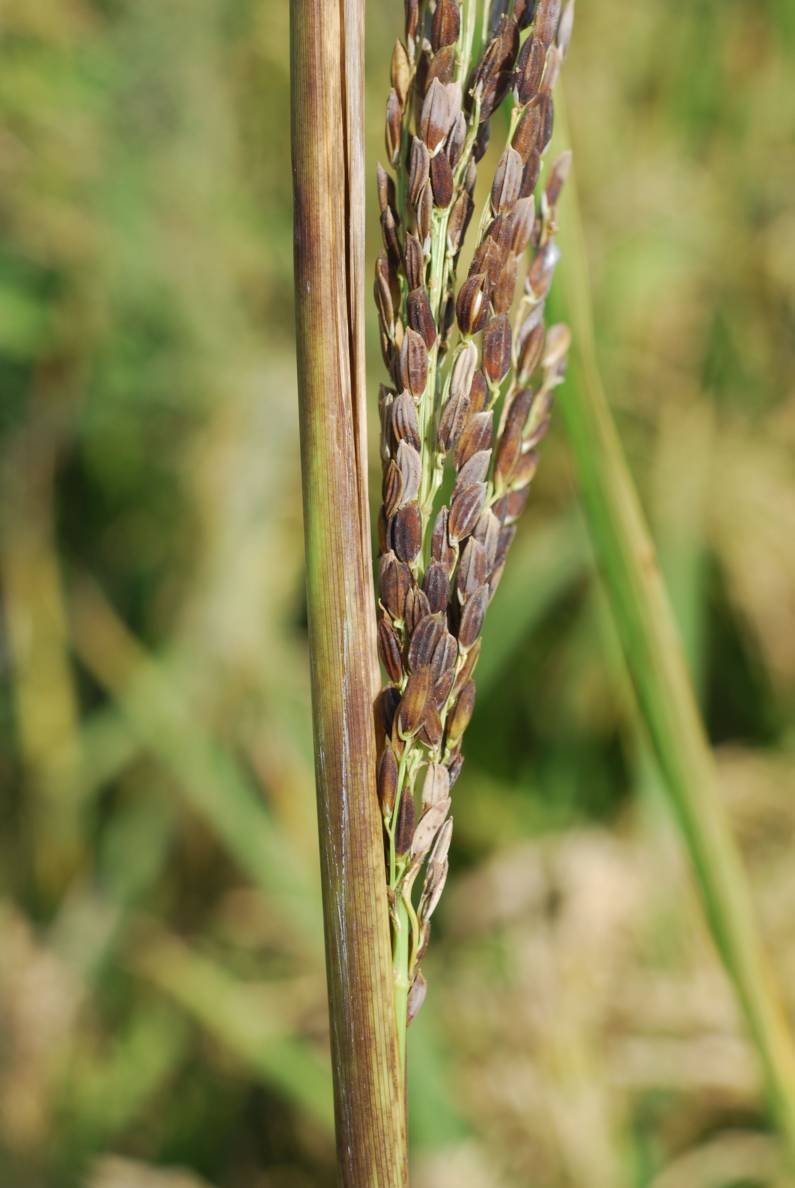 Sheath Rot Symptoms