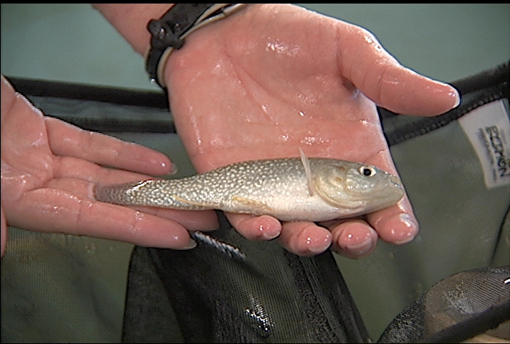 Researchers working on farm-raising marine bait fish