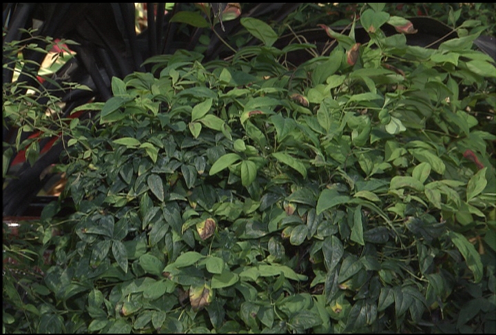 Tough nandina makes great fall shrub