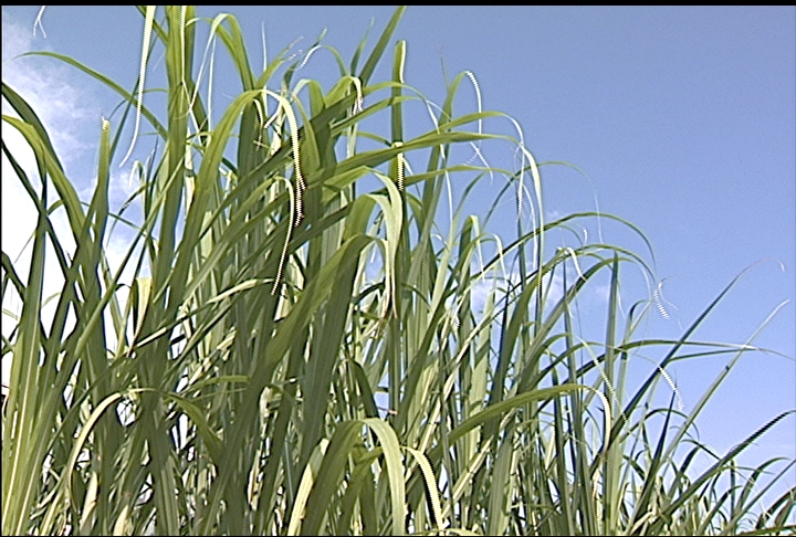 Sugarcane rust affecting 'resistant' varieties