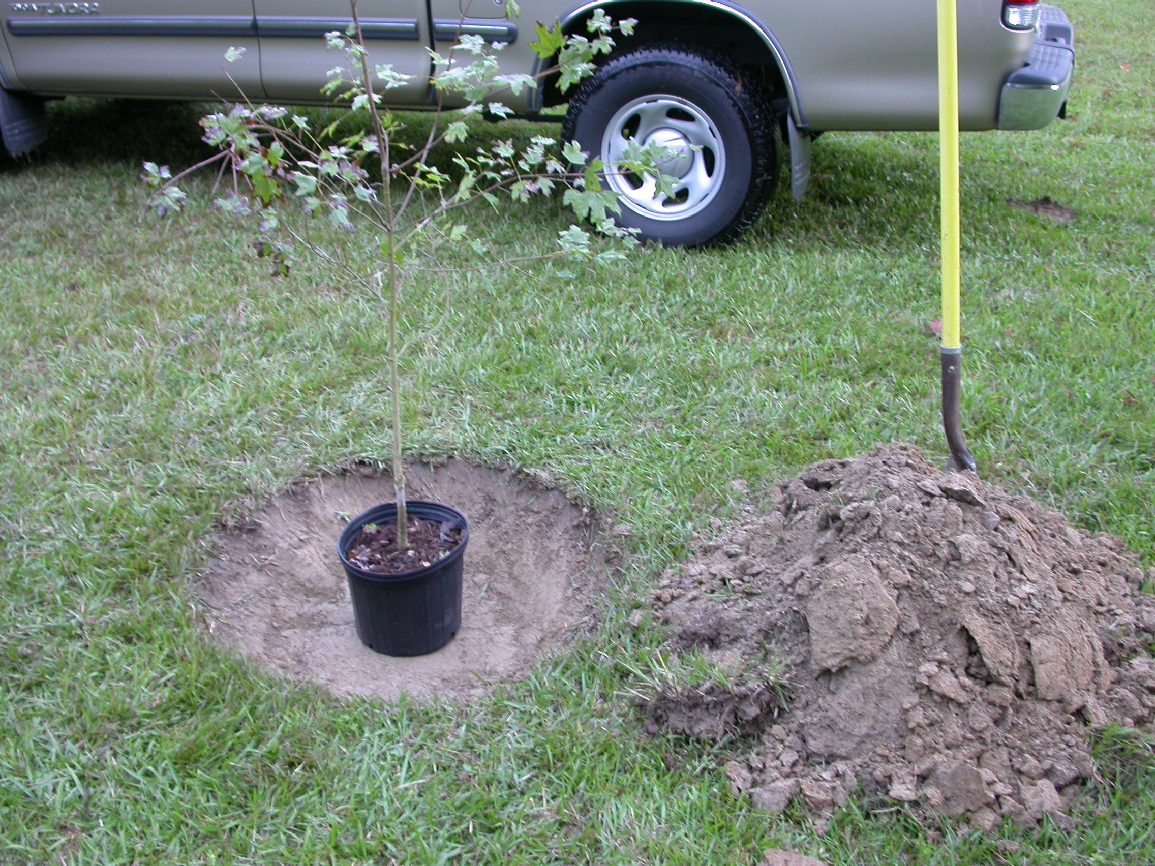 Arbor Day in Louisiana