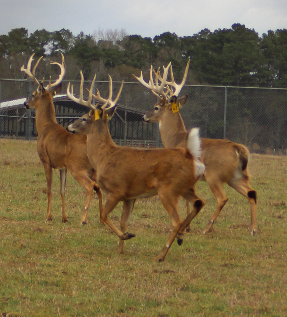 Current Deer Herd